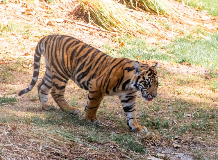 Young tiger at Maharajah Jungle Trek in Animal Kingdom