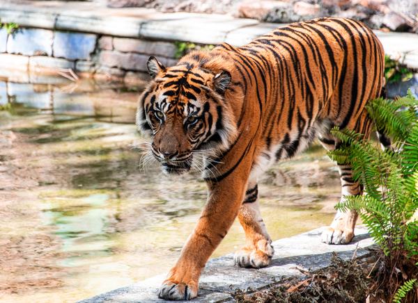 Adult tiger in the Maharajah Jungle Trek at Animal Kingdom