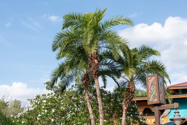 Animal Kingdom Palms
