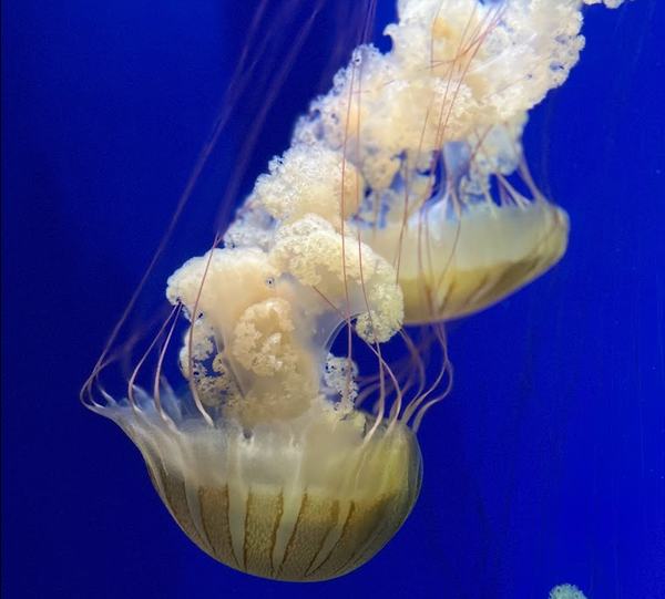 Georgia Aquarium jelly fish
