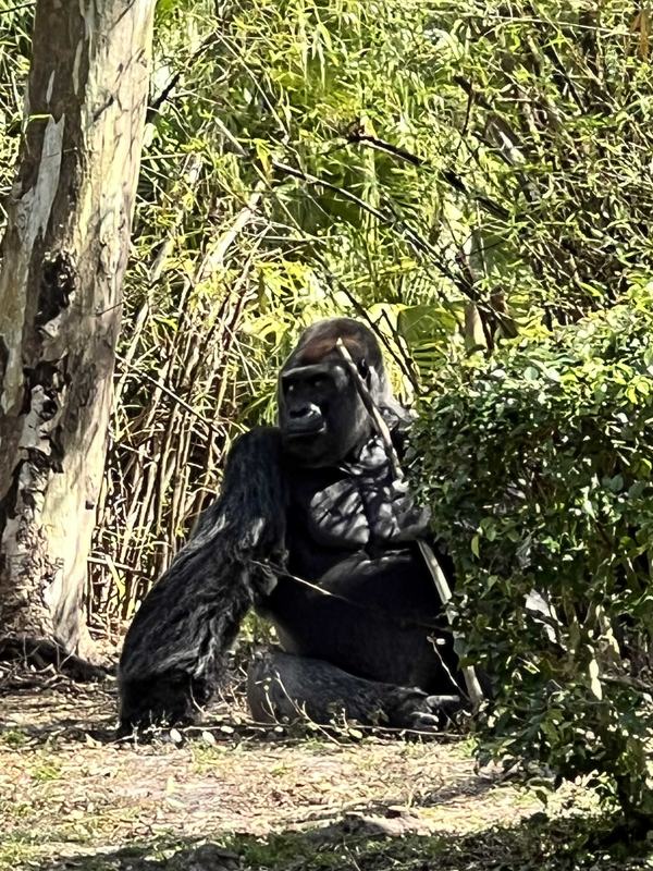 Silverback Gorilla at Animal Kingdom