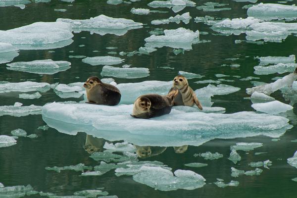 3 seals on an iceberg in the Tracy Arm fjord