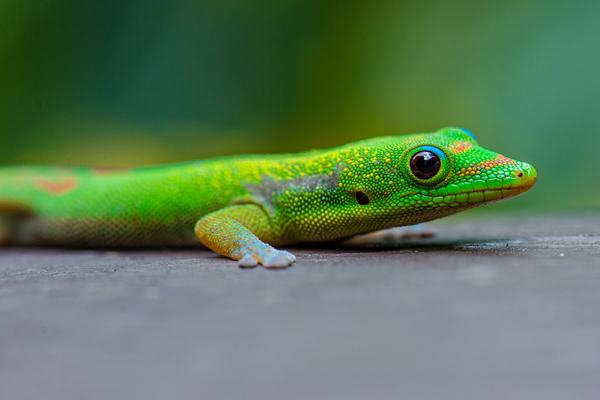 Gold Dust Day Gecko