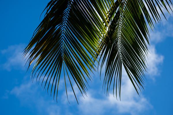 Palm trees looking to the sky on Oahu
