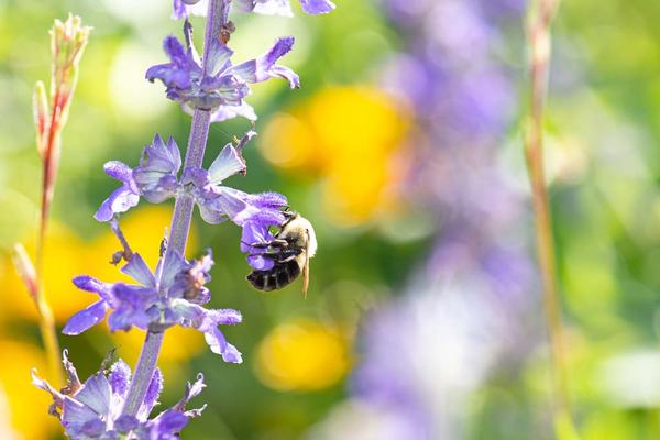 Bumble Bee pollinating