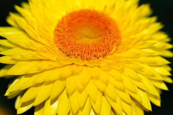 Yellow Strawflower at EPCOT