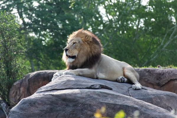 Male Lion at Animal Kingdom