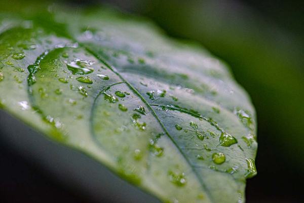Leaf at Animal Kingdom