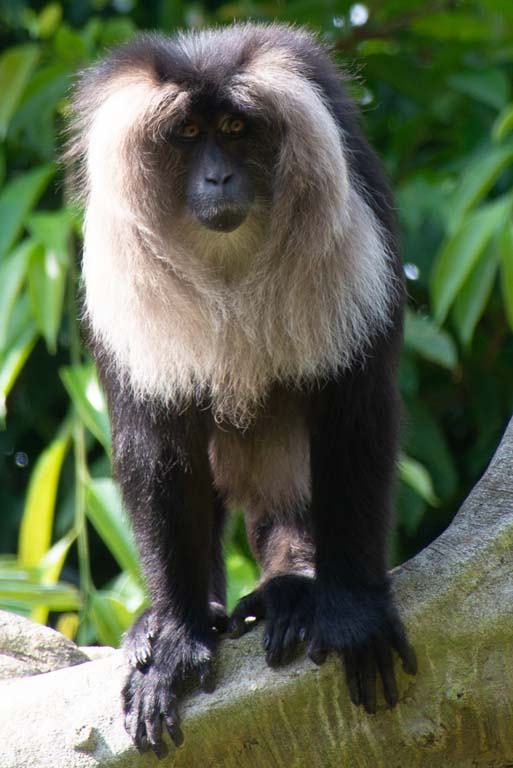 Lion-tailed macaque