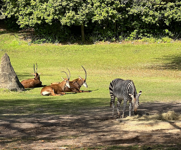 Kilimanjaro Safaris