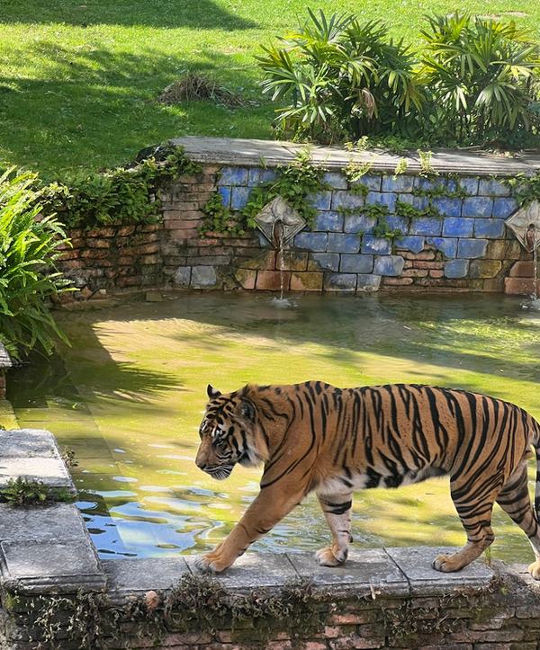 Male Tiger at Animal Kingdom