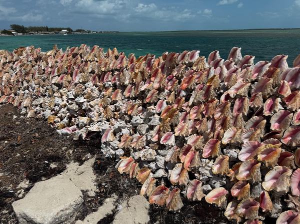Conch shell pile on the shores of Bimini
