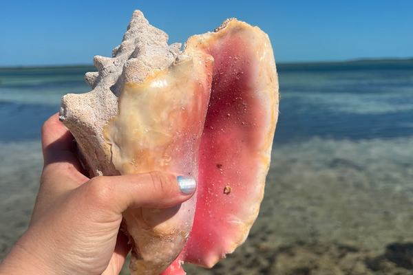 Conch shell