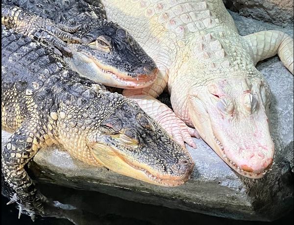 Crocodiles at the Geogia Aquarium