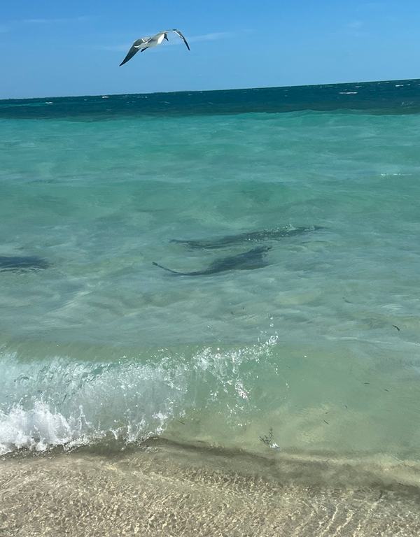 Sharks at Honeymoon Harbor, Bimini