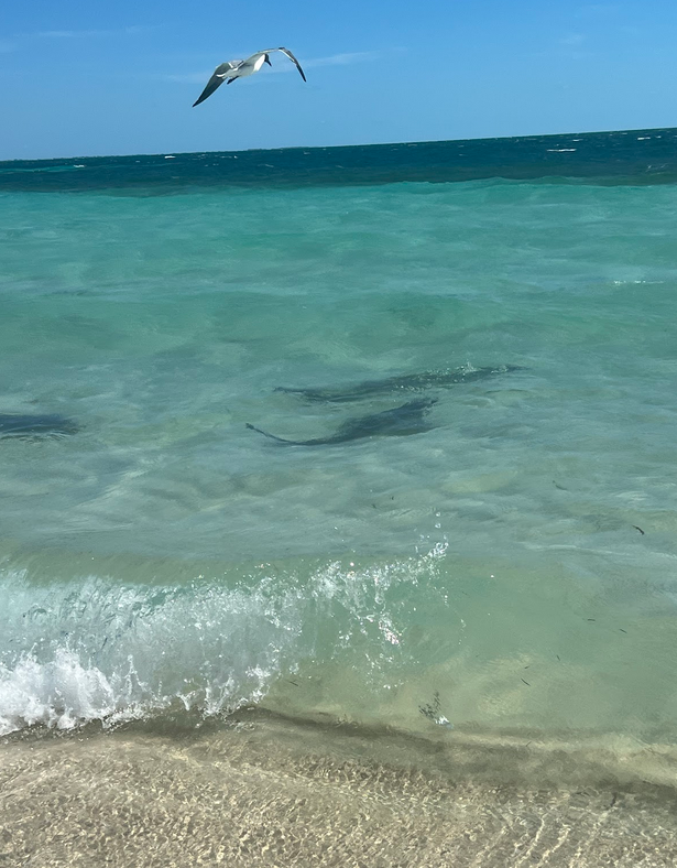 Sharks at Honeymoon Harbor, Bimini