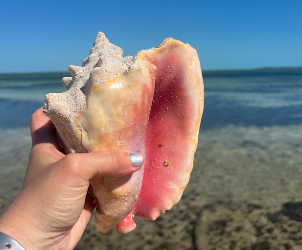 Conch shell